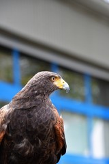 A Harris hawk trained to keep away pests, such as pigeons and seagulls is on duty, doing its rounds. 