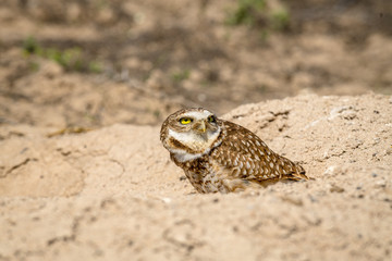 Burrowing Owl poses near it's burrow