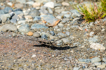 one butterfly resting on the rocky creek shore line enjoy some sun