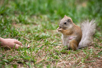 Girl feeding squirrel in the park. Pregnant squirrel takes the food out of hand. The concept of feeding and care. Kindness and care for animals.