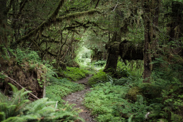 Fototapeta na wymiar Rain Forest Trail