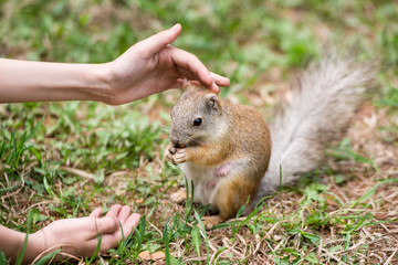 Naklejka na ściany i meble Girl feeding squirrel in the park. Pregnant squirrel takes the food out of hand. The concept of feeding and care. Kindness and care for animals.