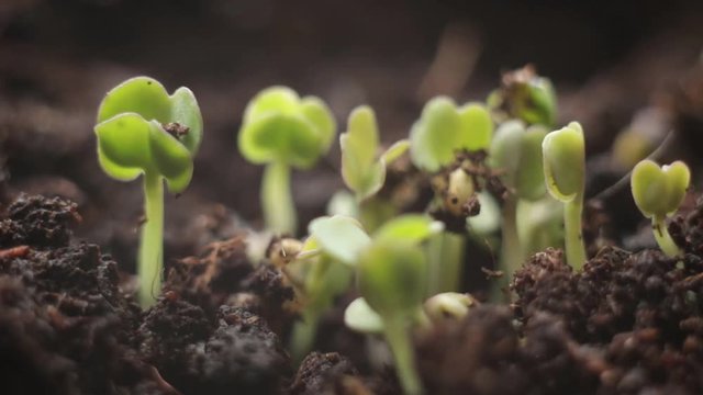Plant Growing Time Lapse - Rocket