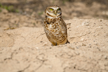 Burrowing Owl poses near it's burrow