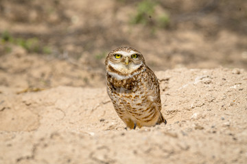 Burrowing Owl poses near it's burrow