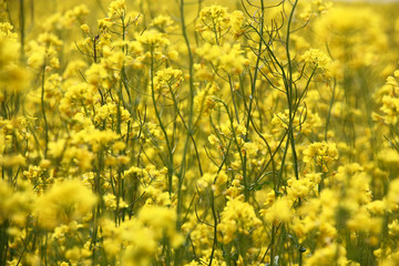 Obraz premium Yellow flowers and green escapes create a bright unique background of the rape field.