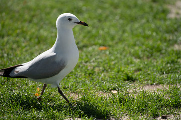 confident seagull