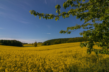 gelbes Raps Feld in schöner Hügel Landschaft 