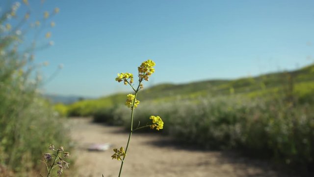Close Up of Wildflowers in summer at the Chino Hills State Park
