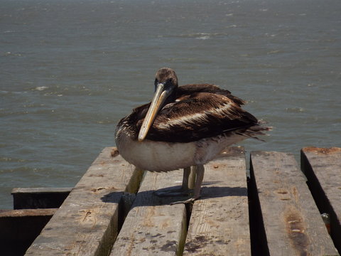 pelicano
