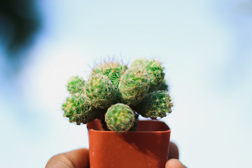 cactus in pot