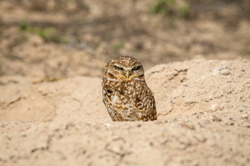 Burrowing Owl poses near it's burrow