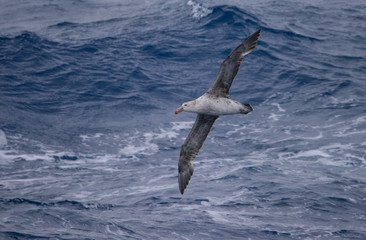 Southern Giant Petrel