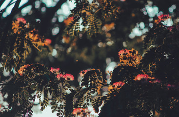 flowers back light photography spring season summer