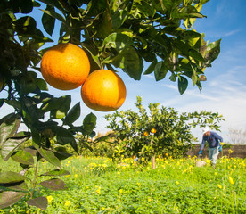 Closeup view of navel oranges on the tree of a grove during harvest time in SIcily