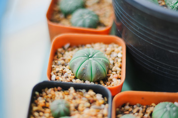 cactus in pot