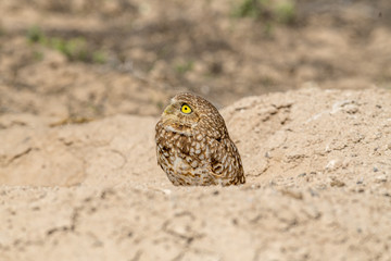 Burrowing Owl poses near it's burrow