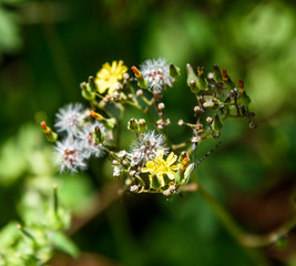 AustinBotanicalGardenFlower6