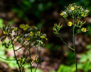 AustinBotanicalGardenFlower7
