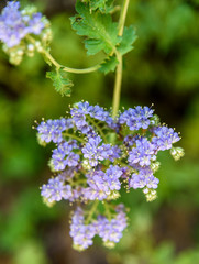 AustinBotanicalGardenFlower8