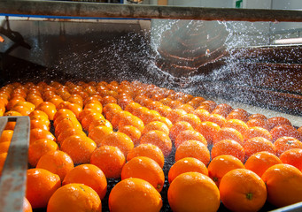 The working of citrus fruits: washing and cleaning process of tarocco oranges in a modern production line