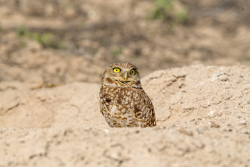 Burrowing Owl poses near it's burrow