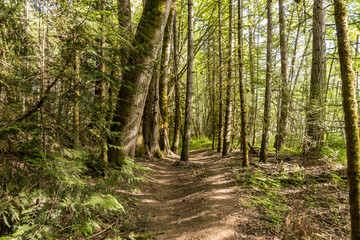 Fototapeta na wymiar trail inside forest with dense tall trees on both sides and sun light shine through the branches