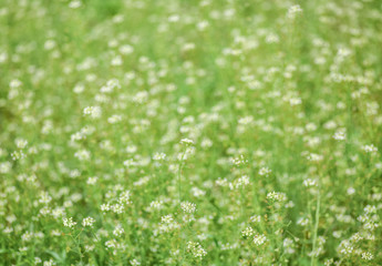 Blooming spring meadow or field.