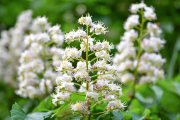 Blossoming chestnut tree. Spring background