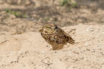 Burrowing Owl poses near it's burrow