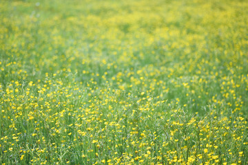 Fototapeta premium Blooming spring meadow or field. Tender spring background