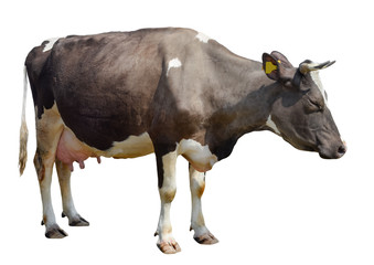 Brown cow isolated on white. Funny spotted cow full length.