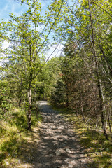 trail in the forest on a sunny day with sun light shine through dense foliage