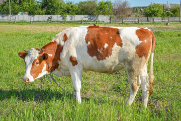 Cow grazing on the farm and looking into camera. Red and white young spotted cow grazing on a...