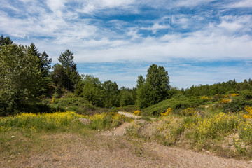 Fototapeta premium open field filled with wild flowers on a sunny day with dense forest in the background under cloudy blue sky