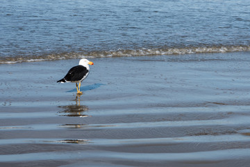 native bird at five mile beach, tasmania, Victoria © Stella 