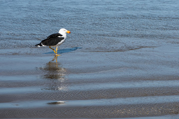 native bird at five mile beach, tasmania, Victoria © Stella 