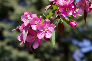 Close up view of beautiful  pink crab apple blossoms in full bloom