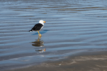 native bird at five mile beach, tasmania, Victoria