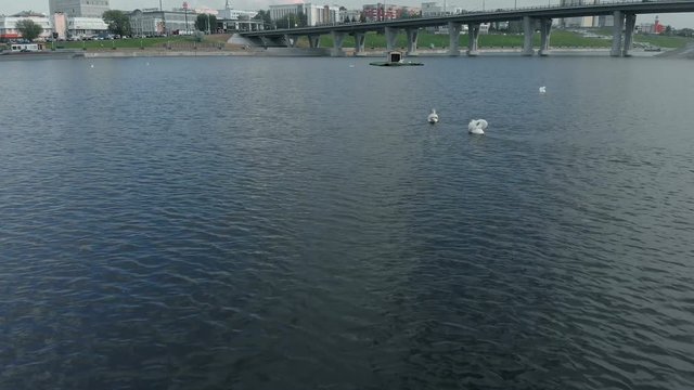 White swans on the water. Aerial shooting