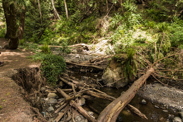 shallow stream run through rocky creek deep inside forest in a park with dense bushes and falling tree trunks on the ground