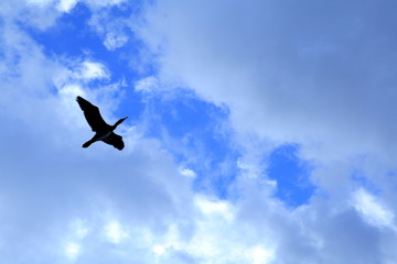 Bird in the sky