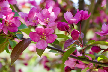Fototapeta premium Close up view of beautiful pink crab apple blossoms in full bloom