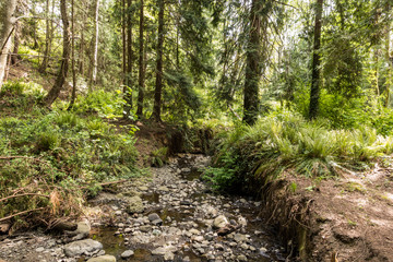 shallow stream run through rocky creek deep inside forest in a park with dense bushes on the ground