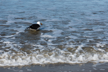 native bird at five mile beach, tasmania, Victoria © Stella 