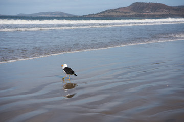 native bird at five mile beach, tasmania, Victoria © Stella 