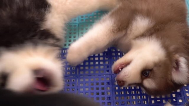 cute couple of puppies husky are playing in a funny position
