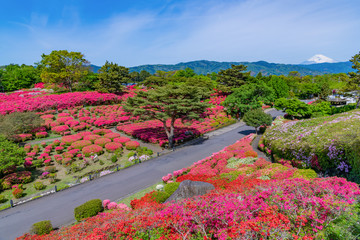 静岡県伊東市　小室山公園のツツジ