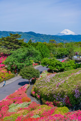 静岡県伊東市　小室山公園のツツジ