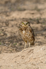 Burrowing Owl poses near it's burrow